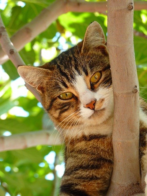 cat-61079_640 cat-61079_640