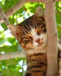 cat-61079_640 cat-61079_640